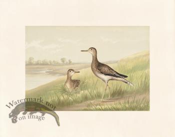 Pope 15 Upland Plover